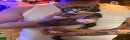 Mixed Breed cats for sale: Gorgeous kittens - Advert 6