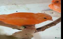 Canaries birds for sale: Young 2025 canaries  - Image 11