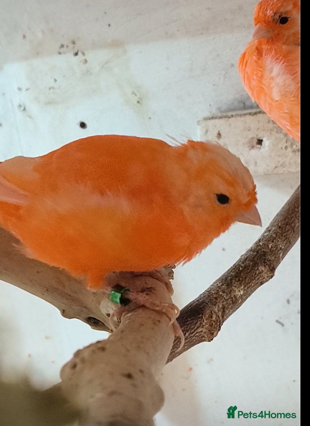 Canaries birds for sale: Young 2025 canaries  - Image 11