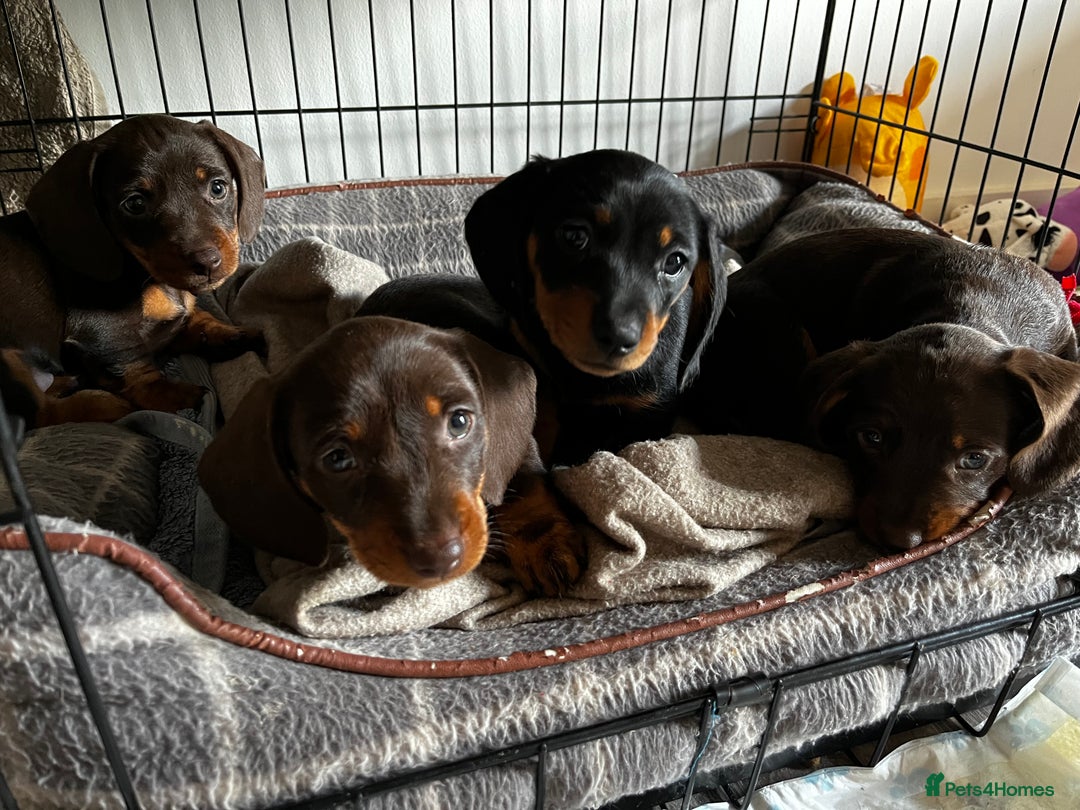 Dachshund dogs for sale: 4 Beautiful Dachshund Puppies - Image 6