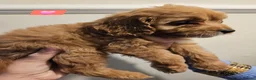 Cavapoo dogs for sale: 🩵🫧 4 Cavapoo Puppies 🫧🩵 - Advert 17
