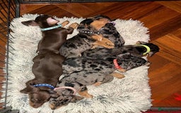 Miniature Dachshund dogs for sale: Healthy dapple smoothaired Dachshund mini pups - Image 3