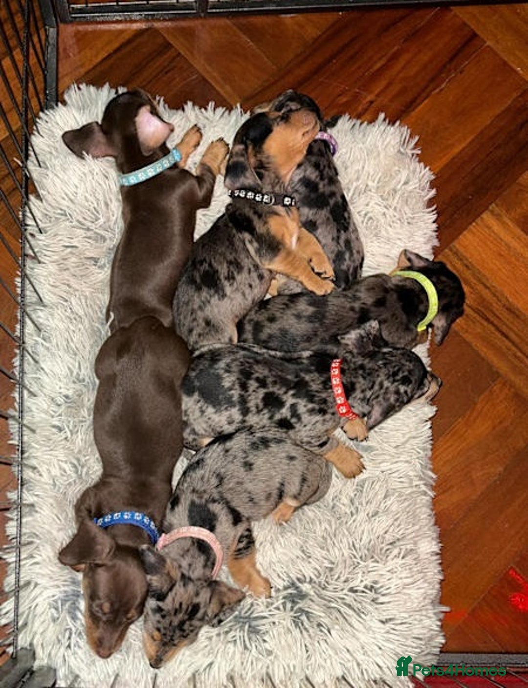 Miniature Dachshund dogs for sale: Healthy dapple smoothaired Dachshund mini pups - Image 3