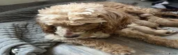 Cockapoo dogs for sale: Golden Cockapoo Puppies - Advert 24