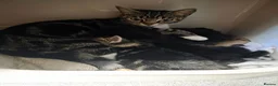 Mixed Breed cats for sale: 3 gorgeous mixed breed kittens - Advert 1