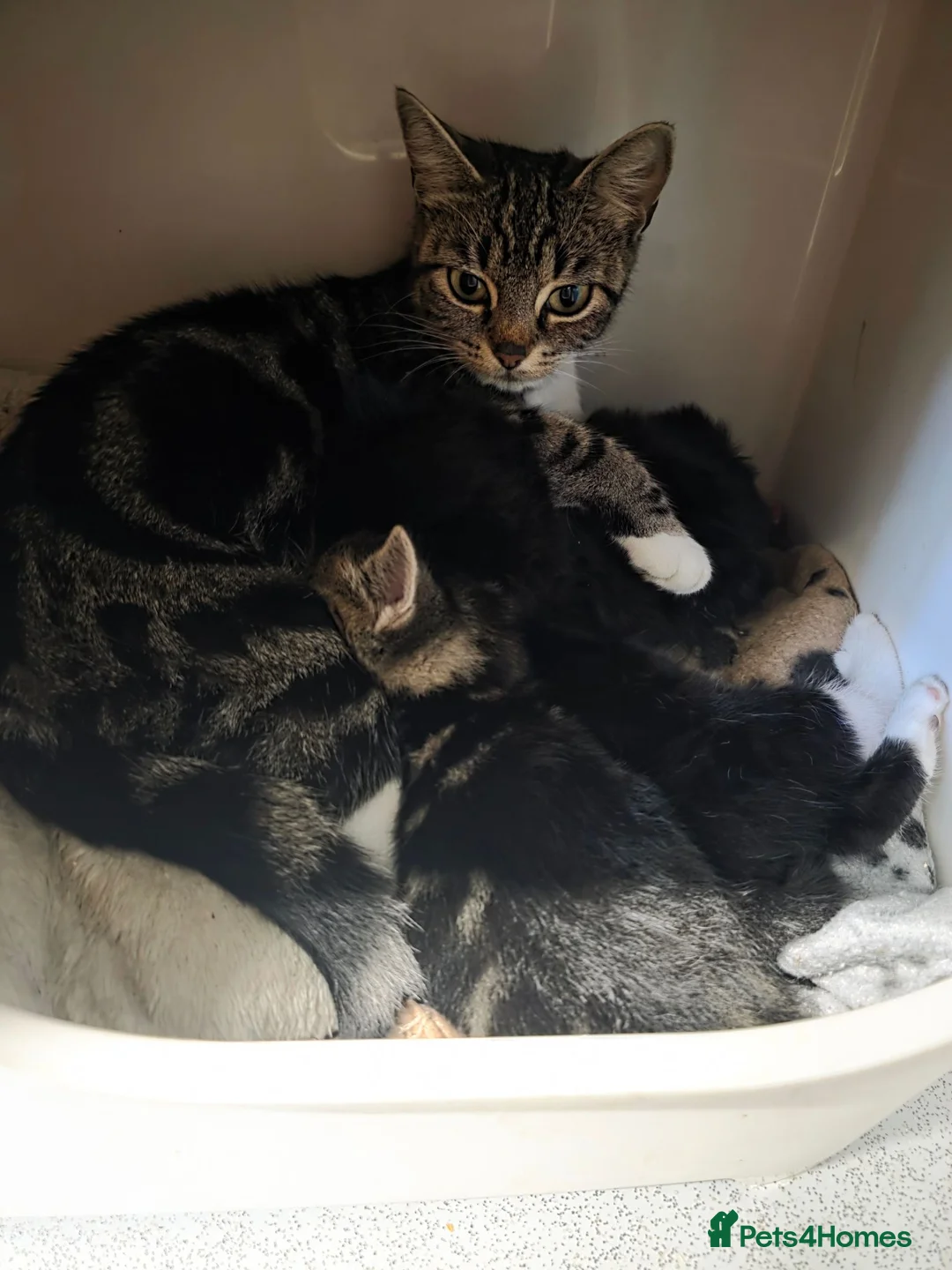 Mixed Breed cats for sale: 3 gorgeous mixed breed kittens - Advert 1