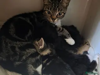 Mixed Breed cats 3 gorgeous mixed breed kittens - Advert 1