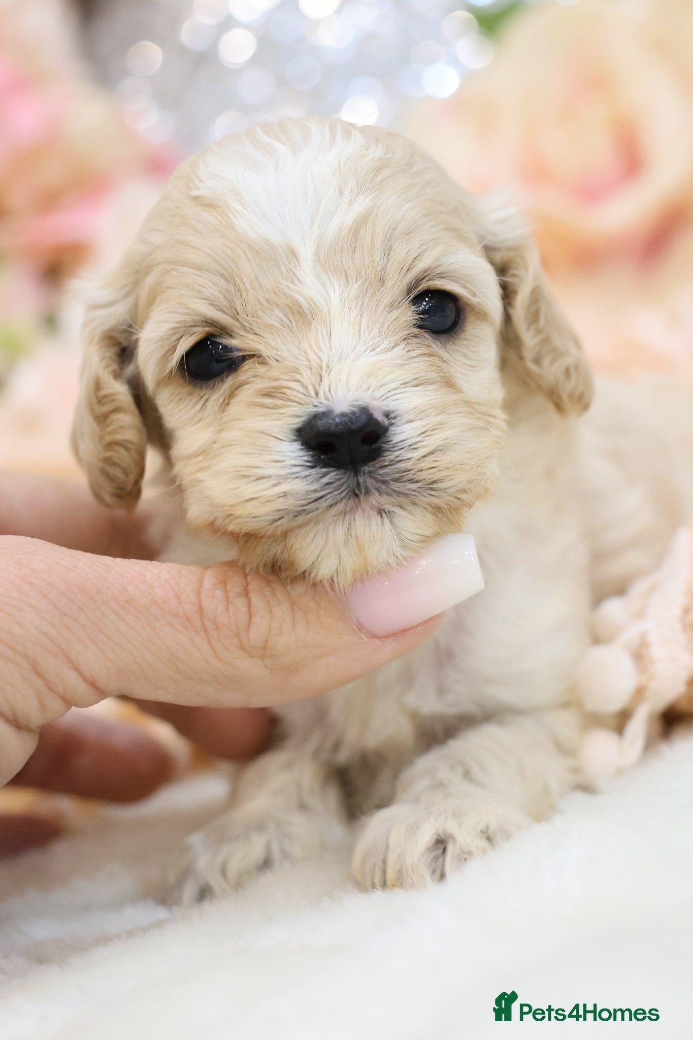 Cavapoo dogs Health Tested Cavapoo Puppies - Advert 16