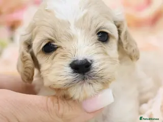 Cavapoo dogs Health Tested Cavapoo Puppies - Advert 1