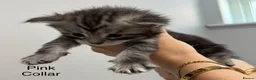 Maine Coon cats for sale: TICA & Council licensed Maine Coon kittens  - Advert 11
