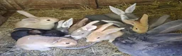 Continental Giant rabbits for sale: PURE bred Continental Giants - Vaccinated RESERVE  - Advert 1