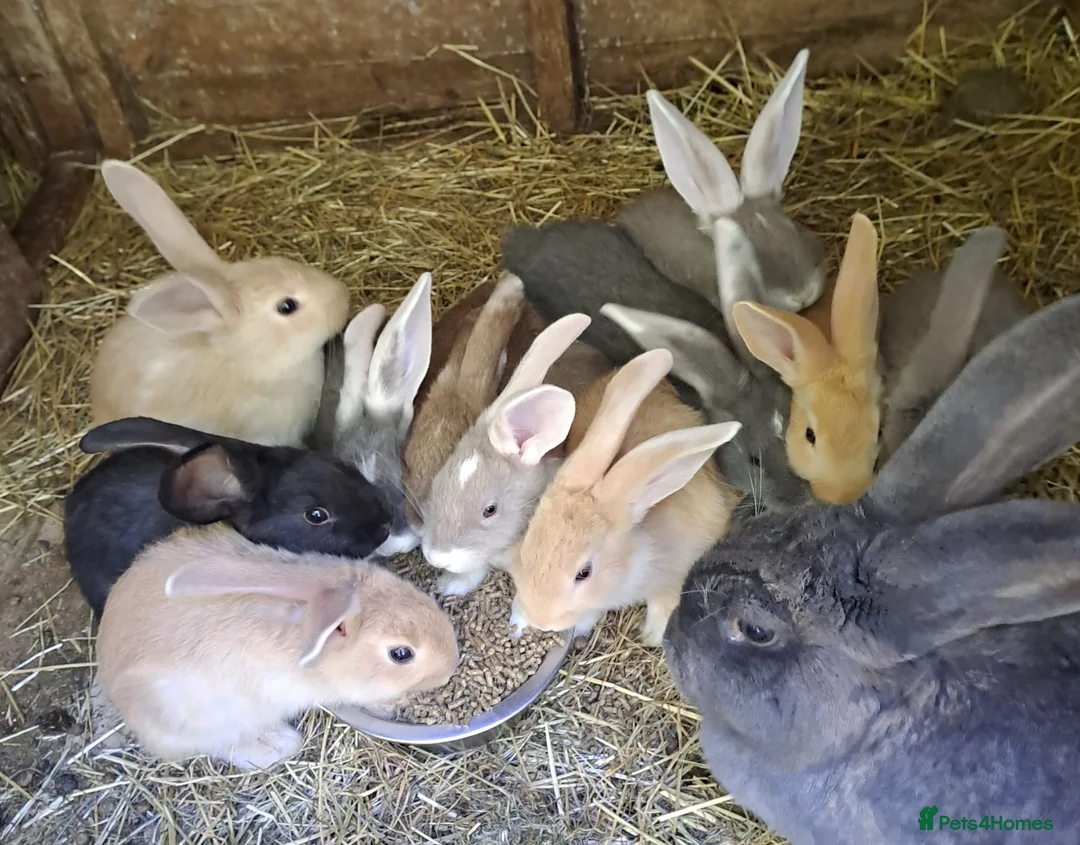 Continental Giant rabbits for sale: PURE bred Continental Giants - Vaccinated RESERVE  - Advert 1
