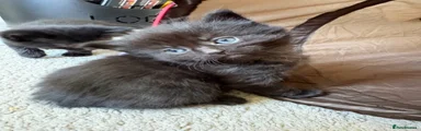 Fluffy black boy