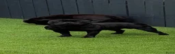 Staffordshire Bull Terrier dogs for stud: One and only ACE stud!  - Advert 2