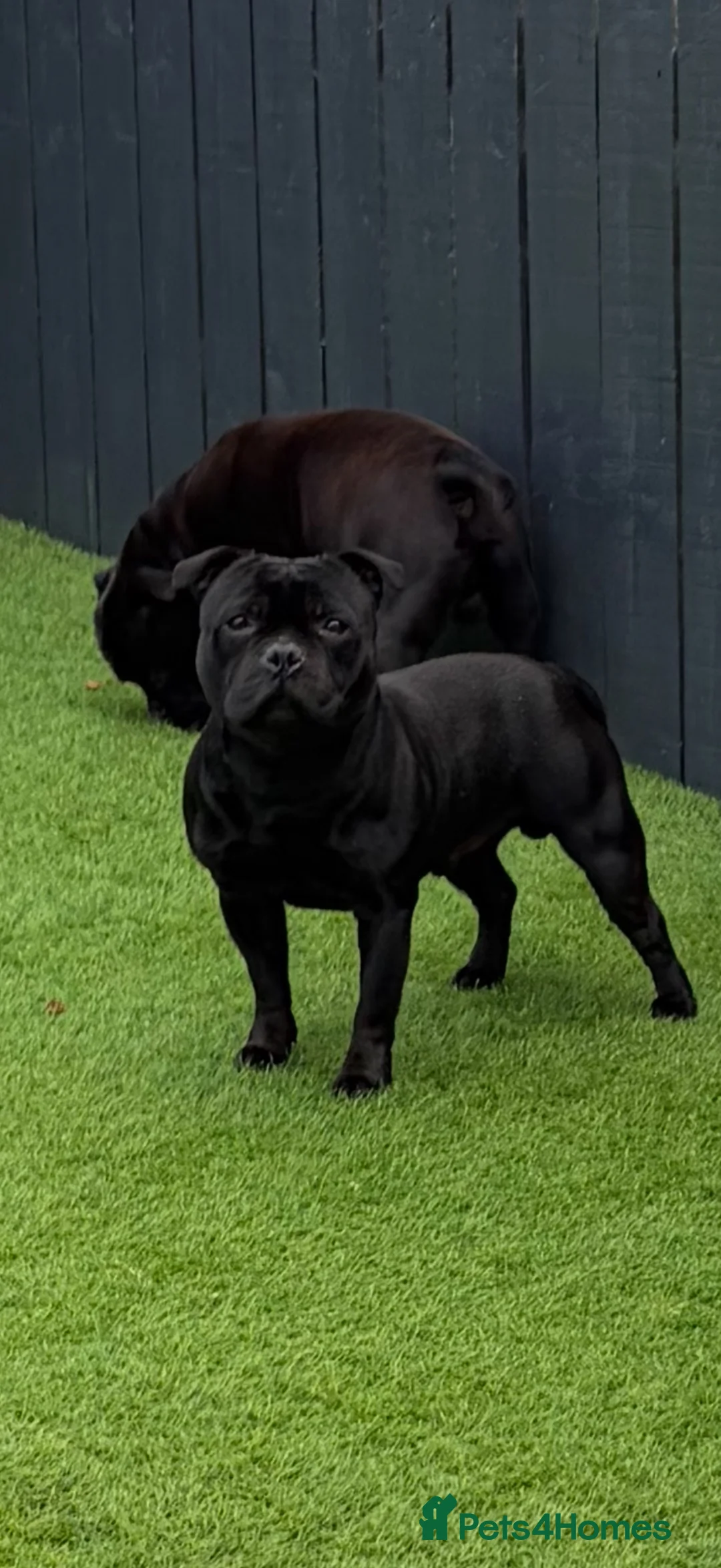 Staffordshire Bull Terrier dogs for stud: One and only ACE stud!  - Advert 2