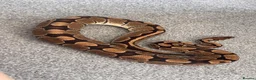 Python Snake reptiles for sale: Adult female royale python lovely temperament  in Windsor - Advert 2