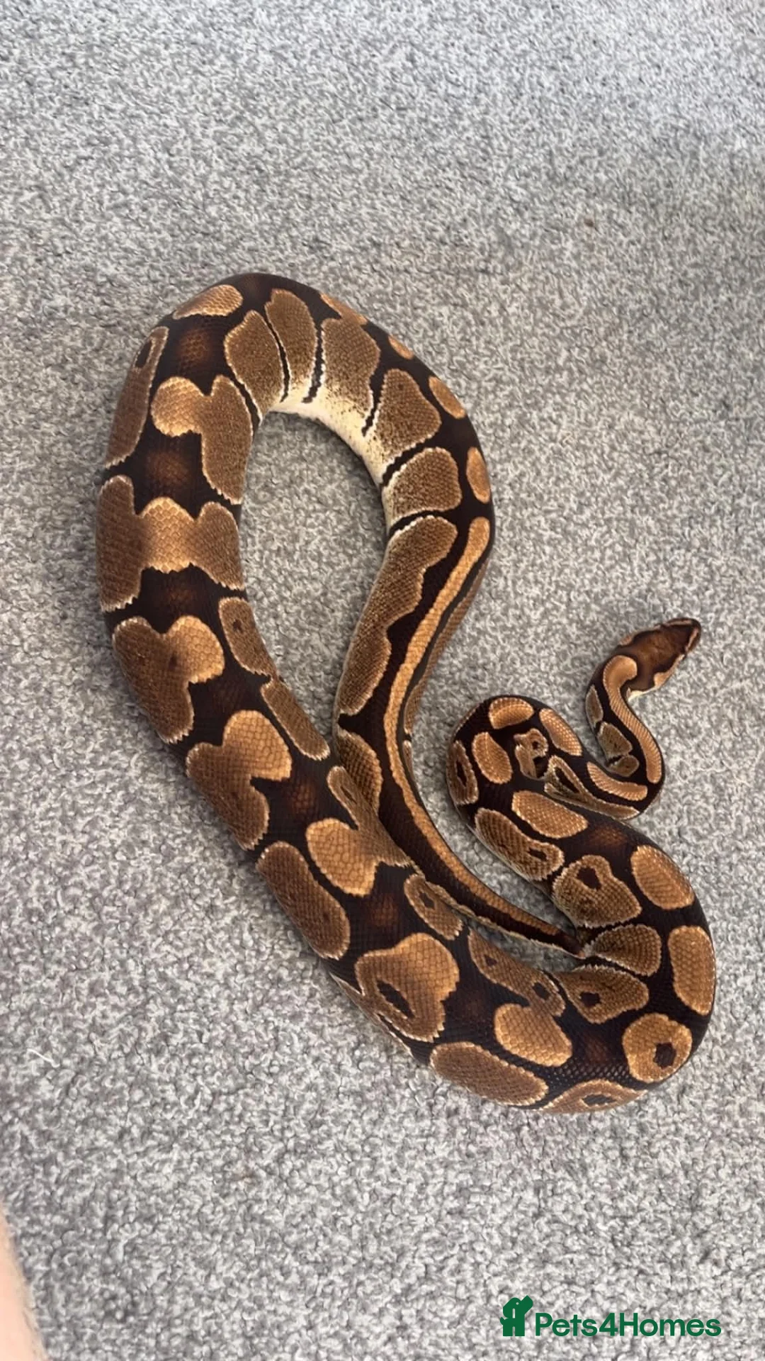 Python Snake reptiles for sale: Adult female royale python lovely temperament  in Windsor - Advert 2