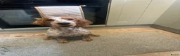 Cocker Spaniel dogs for sale: Gorgeous 8 month old female cocker spaniel - Advert 4
