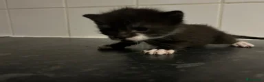 Mixed Breed Kitten 5
