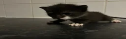 Mixed Breed cats for sale: 5 adorable kittens waiting for a good homes - Advert 6