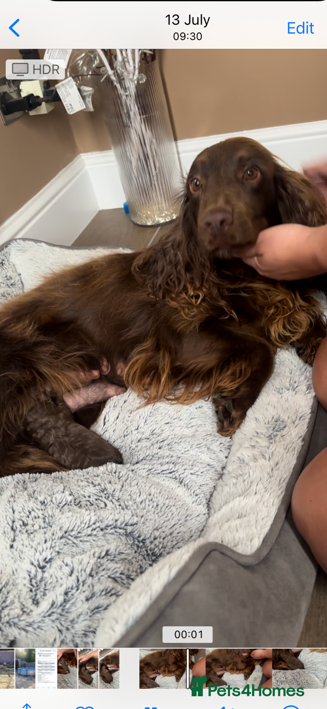 Cockapoo dogs for sale: Chocolate Cockerpoo  - Image 3