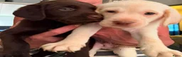 Labradoodle dogs for sale: Beautful home raised standard labradoodle puppies - Advert 7