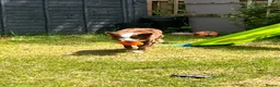 Border Collie dogs for sale: sabre - Advert 1
