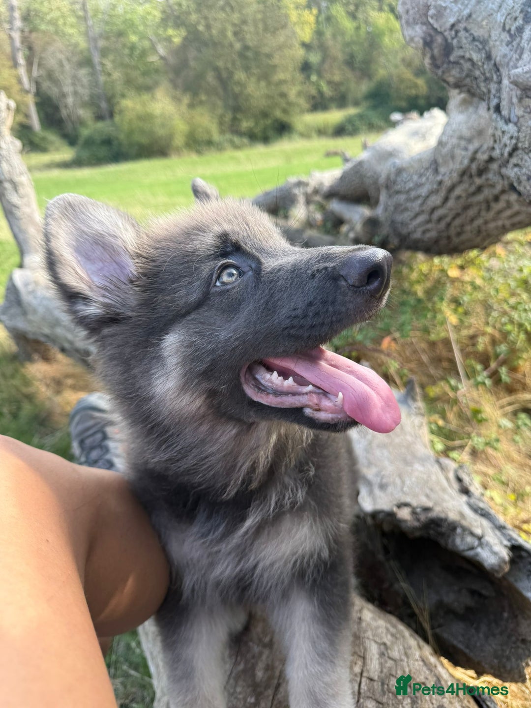 German Shepherd dogs for stud: KC health tested isabella german shepherd for stud - Advert 15