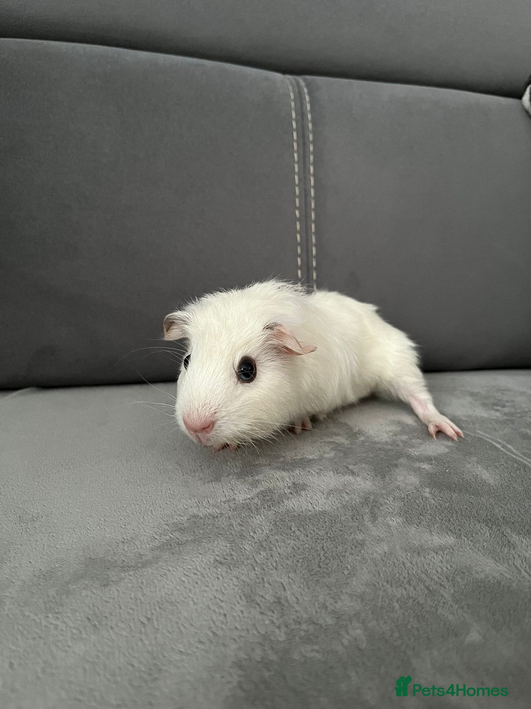 Guinea Pig rodents for sale: Baby Guinea pigs  - Advert 8