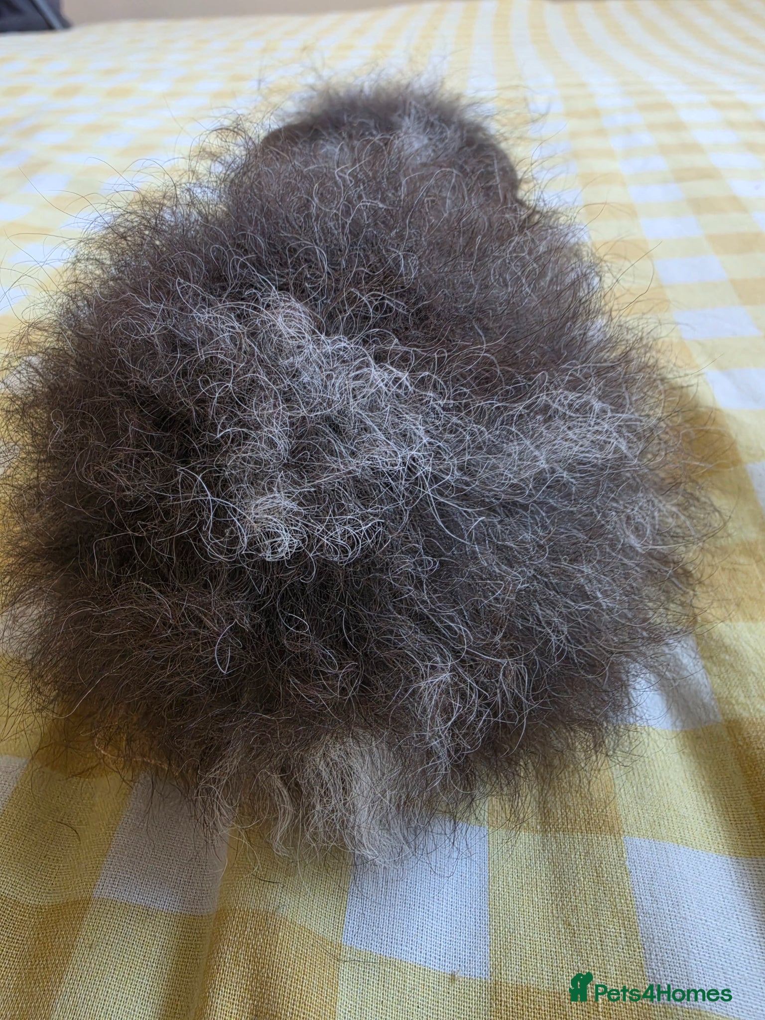 Guinea Pig rodents for sale: Boysx - Advert 9