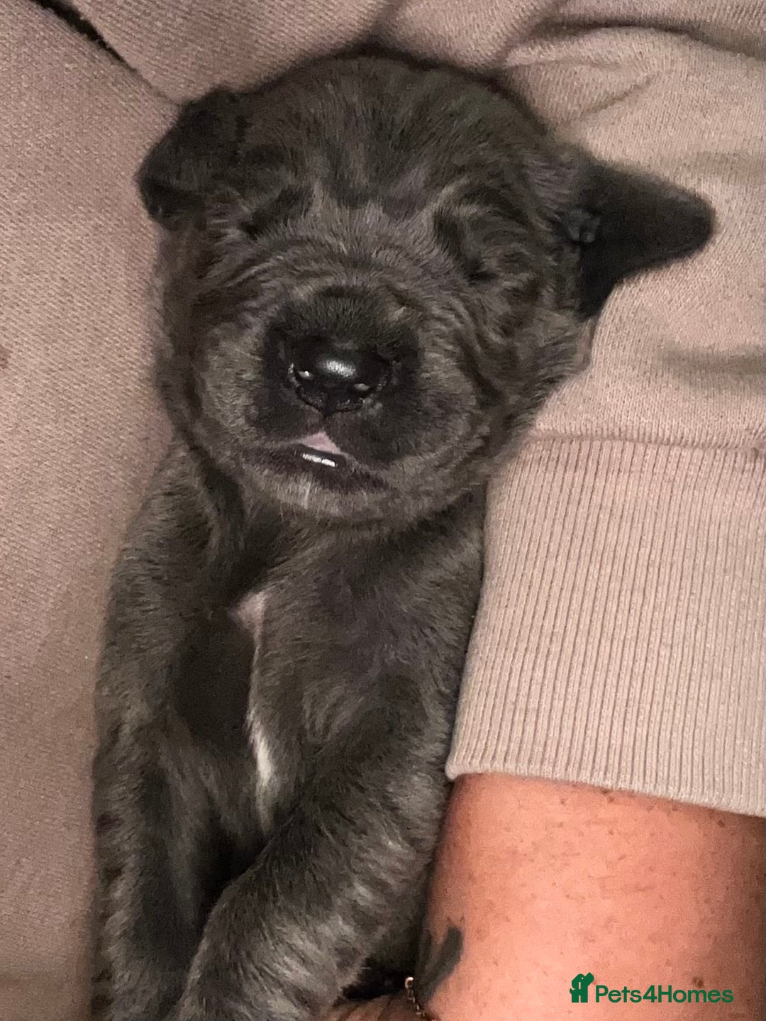 Great Dane dogs for sale: Stunning Great Dane Puppies  - Image 3