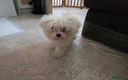 Bichon Frise dogs for sale: Bichon Frise Puppy Looking for a Loving Home - Image 5