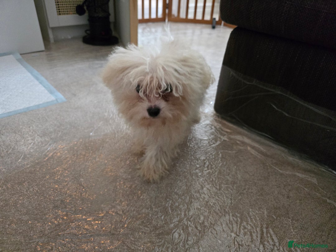 Bichon Frise dogs for sale: Bichon Frise Puppy Looking for a Loving Home - Image 5