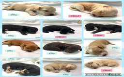 Mixed Breed dogs for sale: Cockapoochi Puppies - Image 1