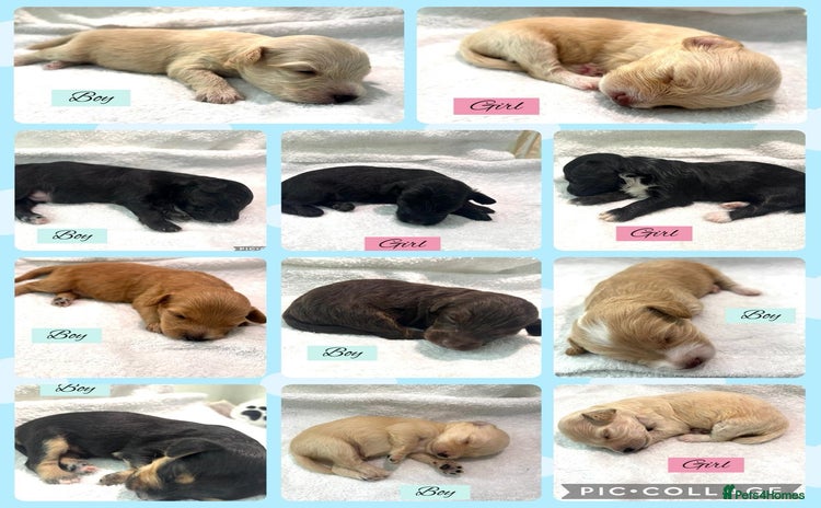 Mixed Breed dogs - Advert 6