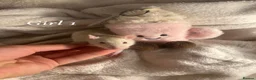 Rat rodents for sale: Baby rats  - Advert 1