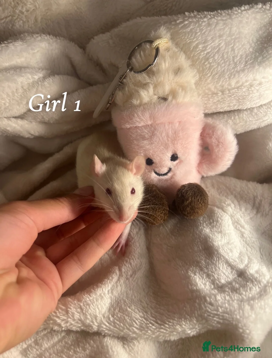 Rat rodents for sale: Baby rats  - Advert 1