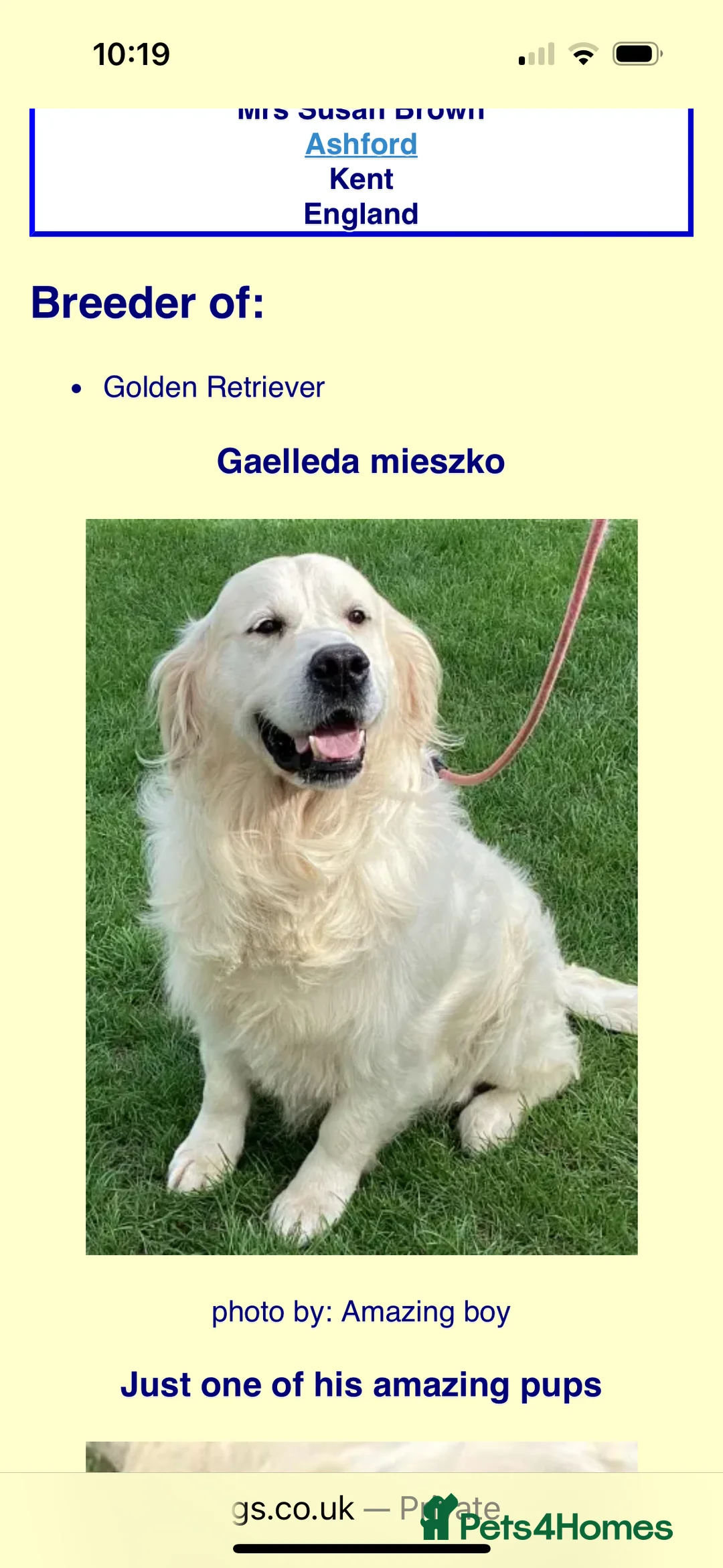 Golden Retriever dogs for sale: Cream golden retrievers  - Advert 6