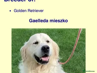 Golden Retriever dogs Cream golden retrievers - Advert 3