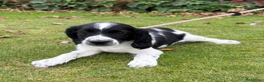 English Springer Spaniel 1