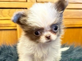 Chihuahua dogs Chihuahua REDUCED!!!!!!!!! - Advert 11