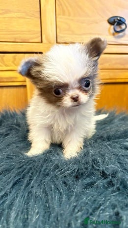 Chihuahua dogs Chihuahua REDUCED!!!!!!!!! - Advert 12