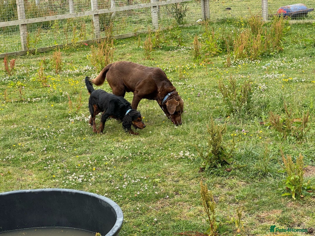 Cocker Spaniel dogs for stud: KC REGISTERED COCKER SPANIEL STUD in Worcester - Image 5