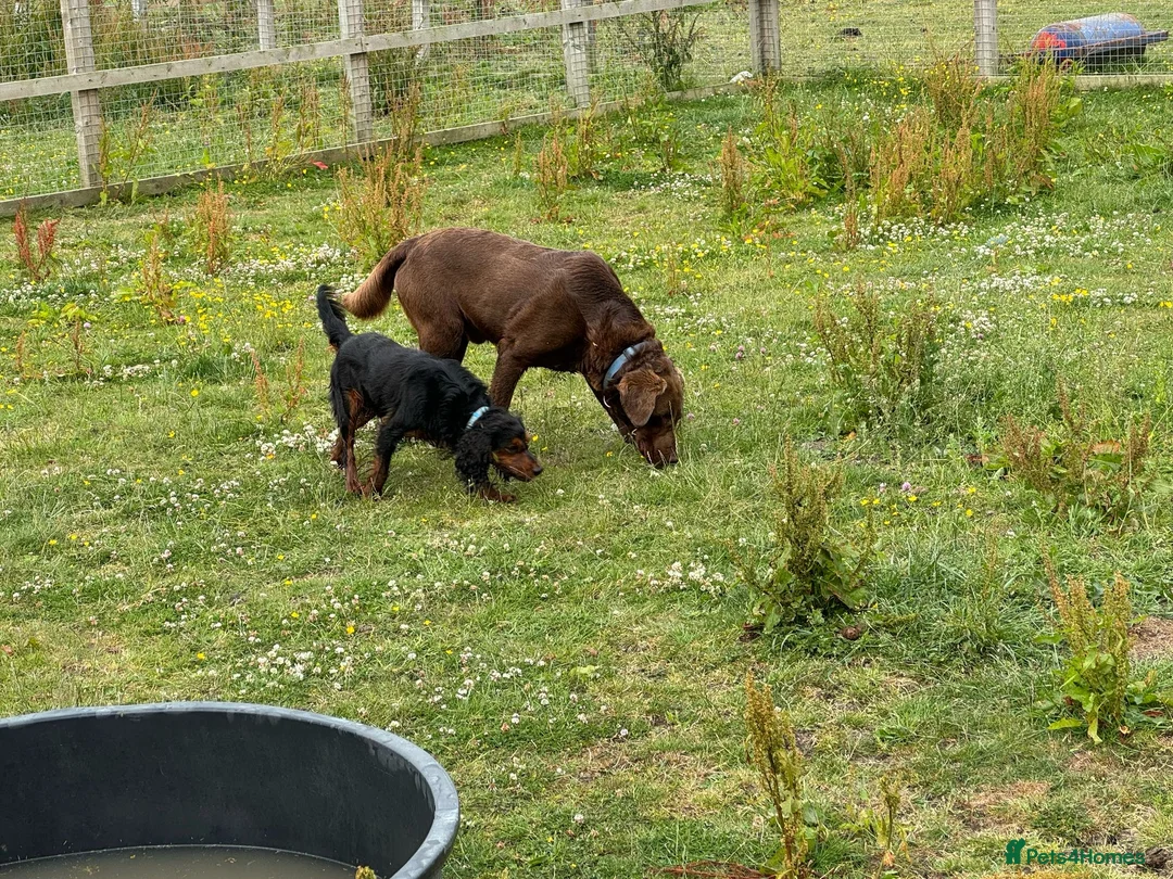 Cocker Spaniel dogs for stud: KC REGISTERED COCKER SPANIEL STUD in Worcester - Advert 5