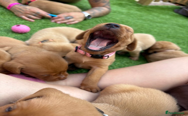 Labrador Retriever dogs - Advert 2
