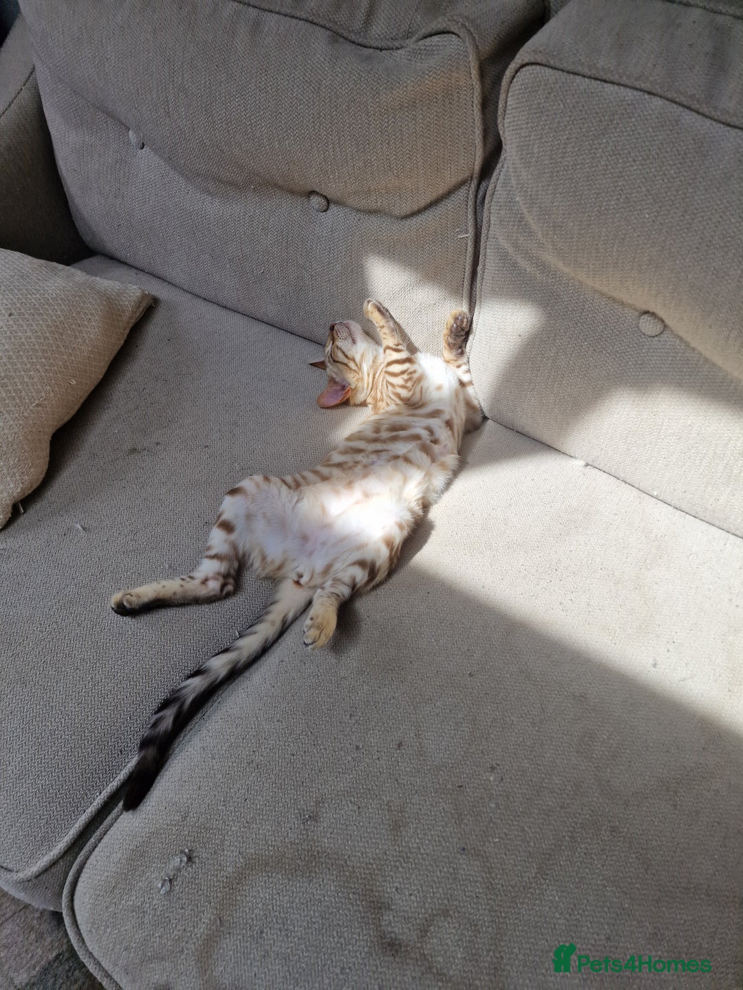 Bengal cats for sale: Pure Bengal to a loving home - Image 5