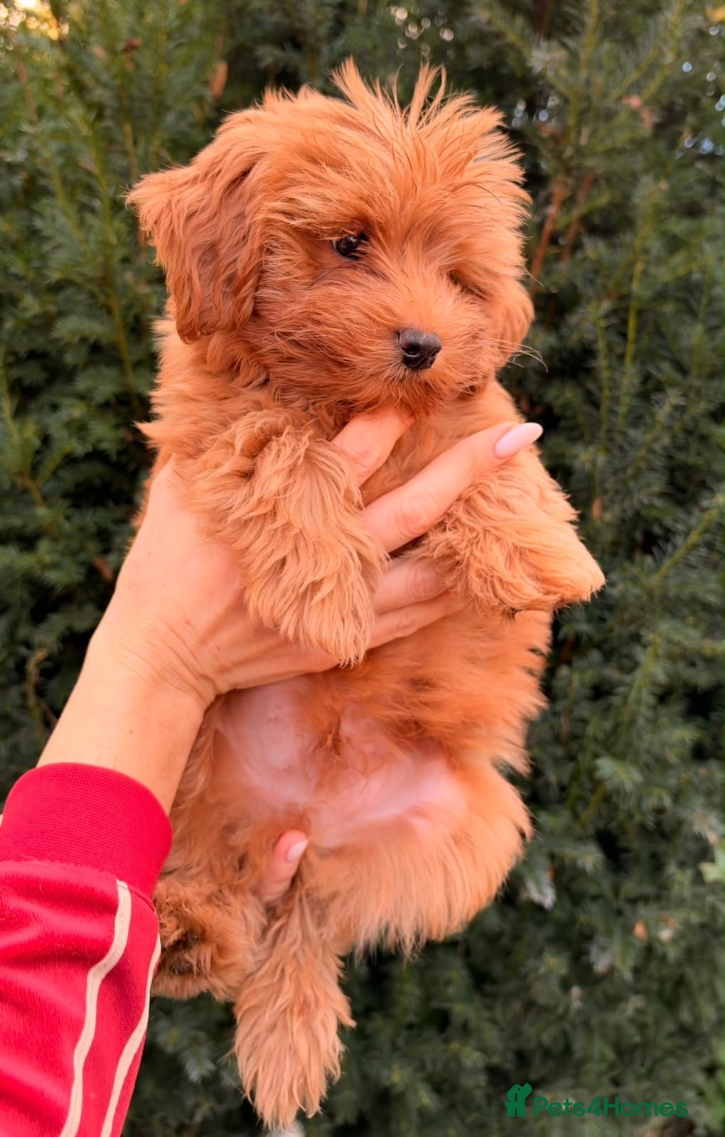 Maltipoo dogs for sale: Gorgeous Red Maltipoo Boys❤️ Ready Now! - Advert 1