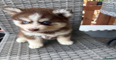 Pomsky dogs - Advert 14