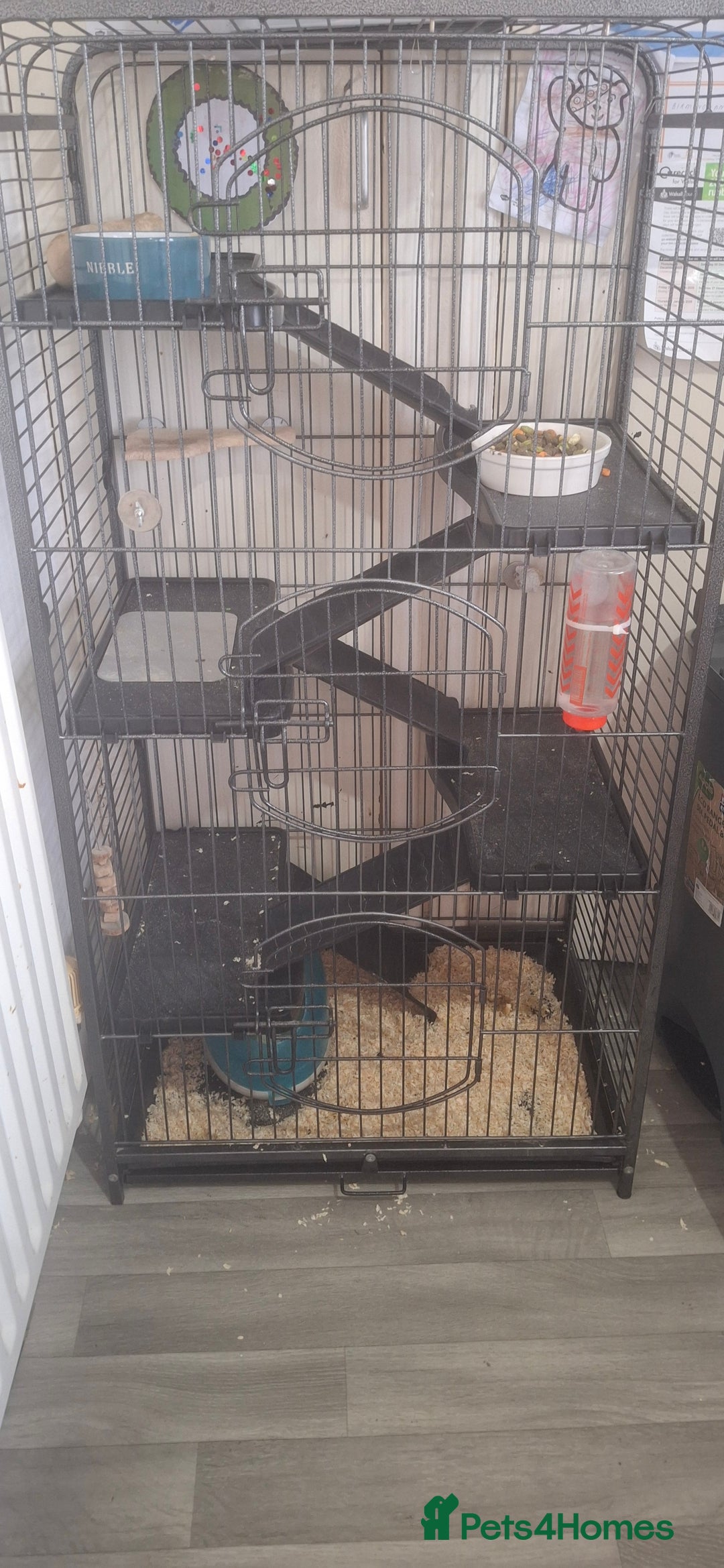 Chinchilla rodents for sale: Male chinchilla and cage  - Advert 4