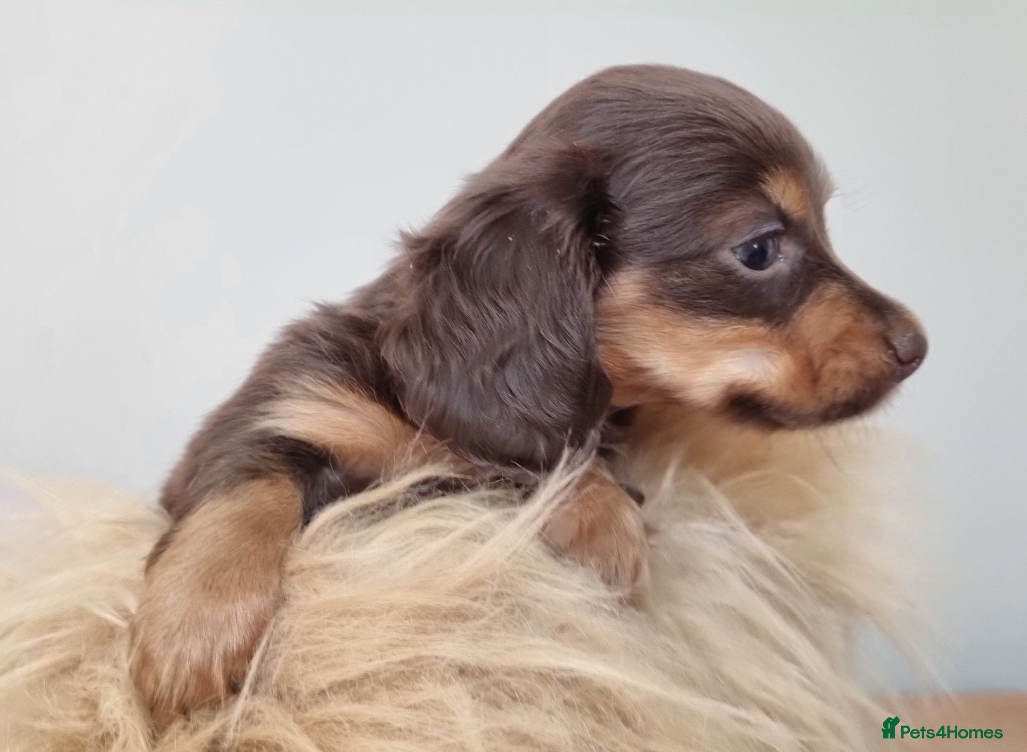 Dachshund dogs Long Haired True Minature Dachshund - Advert 20